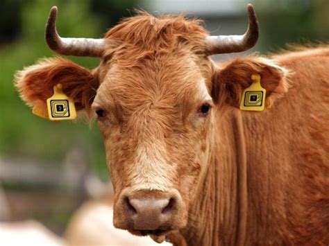 cattle rfid identification